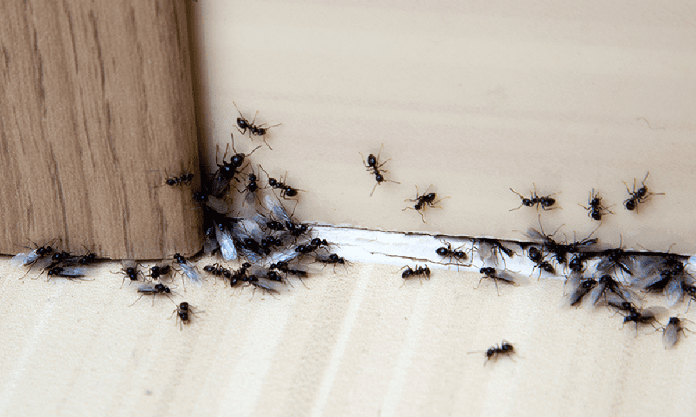 How to Get Rid of Ants in the Kitchen